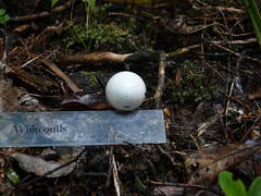 Hemiphaga novaeseelandiae
