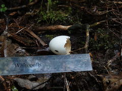 Hemiphaga novaeseelandiae