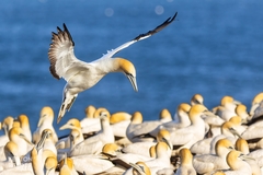Australasian Gannet photo 4
