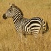 Grant’s Zebra - Photo (c) Donald Hampton, some rights reserved (CC BY-SA), uploaded by Donald Hampton