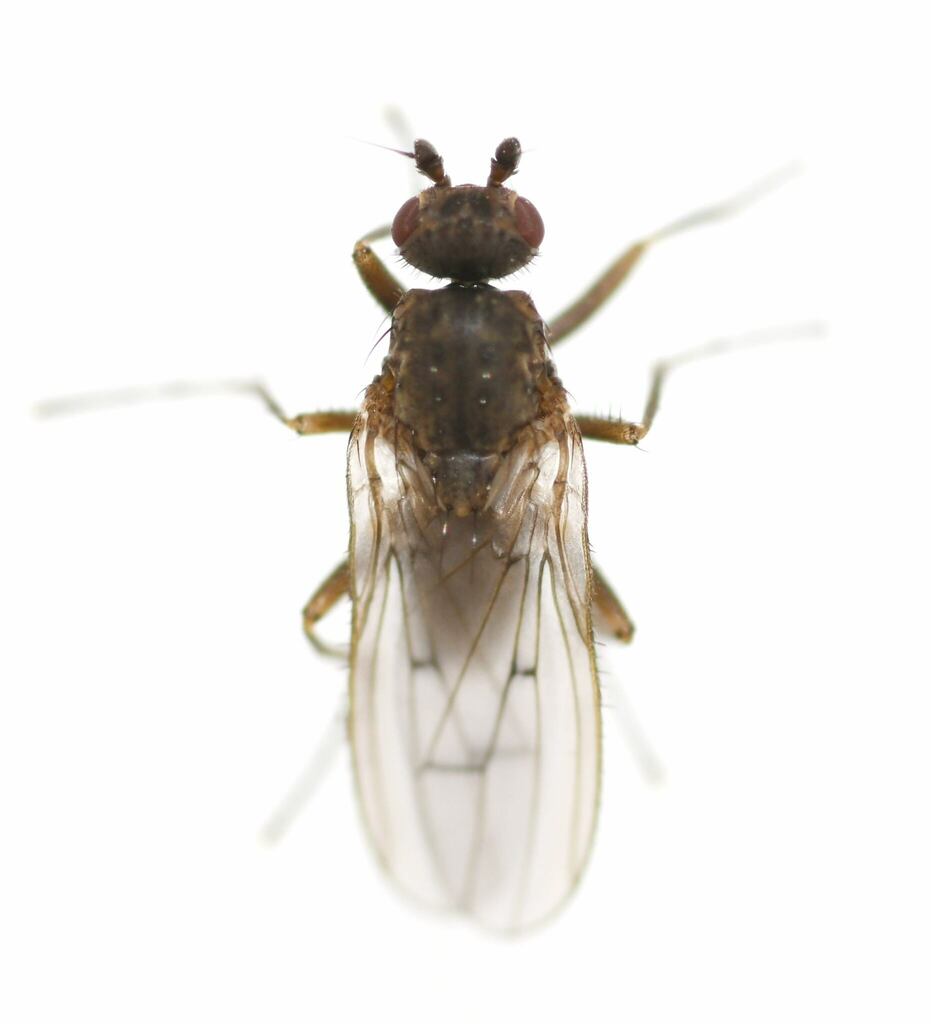 Oecothea specus