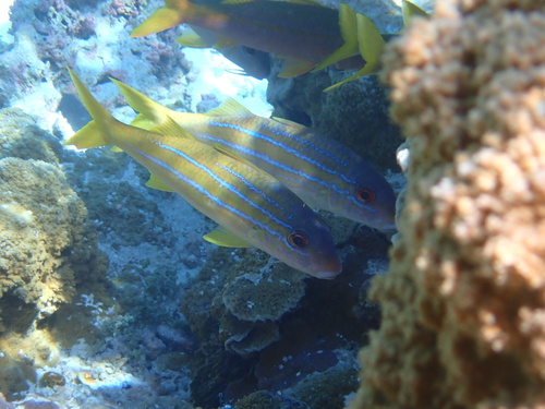Mulloidichthys mimicus observed 2024-06-02