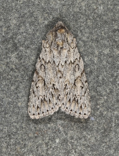 Andropolia aedon photo 4