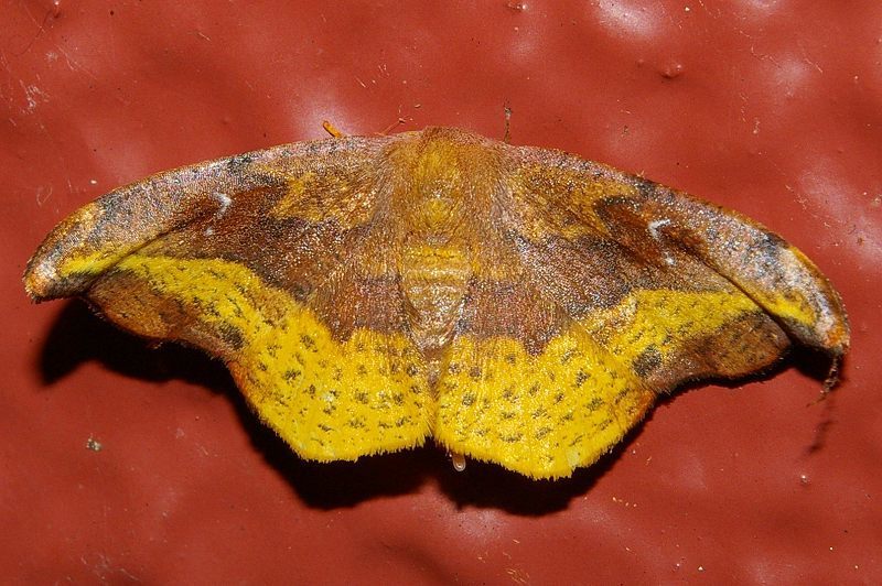 Oreta pulchripes