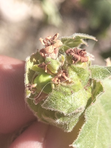 Moran’s Lomboy (Jatropha moranii)