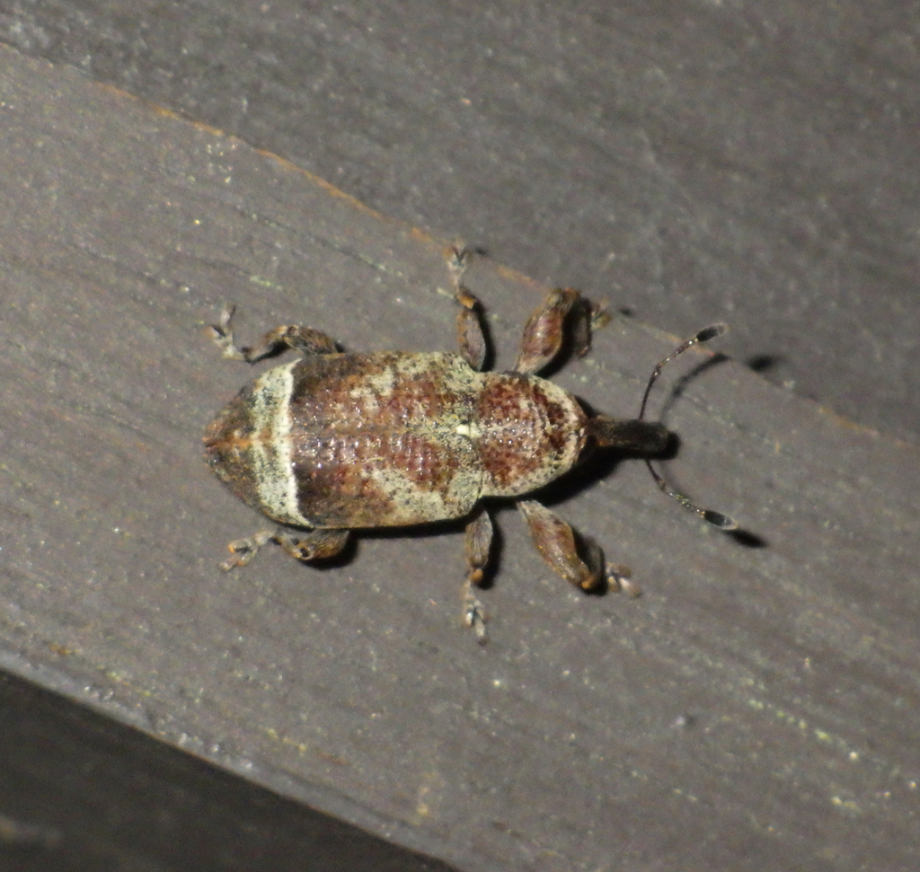Heilipodus lutosus