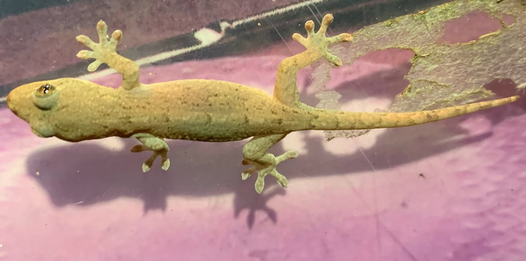 Japanese Giant Gecko from 日本、〒259-0201 神奈川県足柄下郡真鶴町真鶴 on September 12 ...