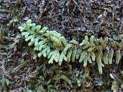 Lepidolaena clavigera