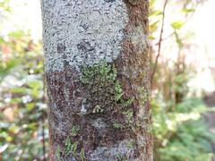 Lepidolaena clavigera