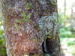 Lepidolaena clavigera