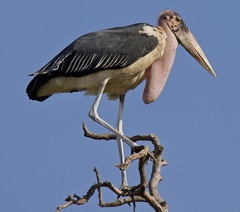 Marabou Stork photo 3