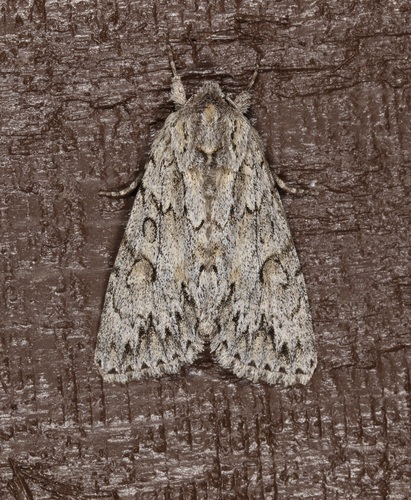 Andropolia aedon photo 3
