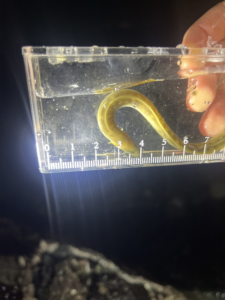 Rock Prickleback