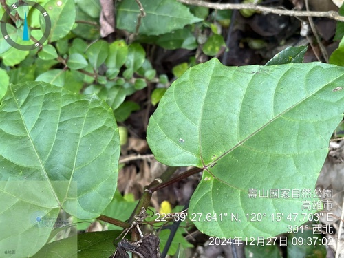Cissus repens, photograph 6