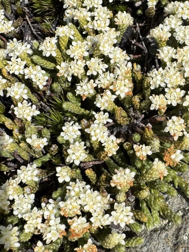 alpine kelleria
