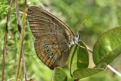 Neonympha areolatus