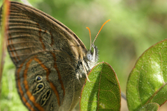 Neonympha areolatus