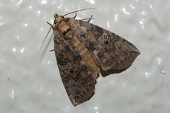 Tethea octogesima