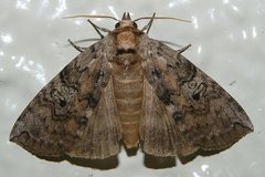 Tethea octogesima