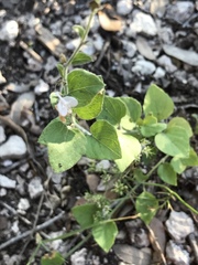 Carlowrightia torreyana