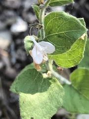 Carlowrightia torreyana