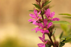 Lythrum virgatum