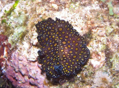 Pseudobiceros pardalis