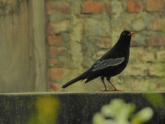 Turdus boulboul