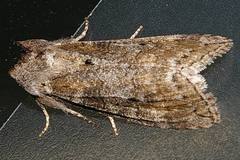 Neoploca arctipennis