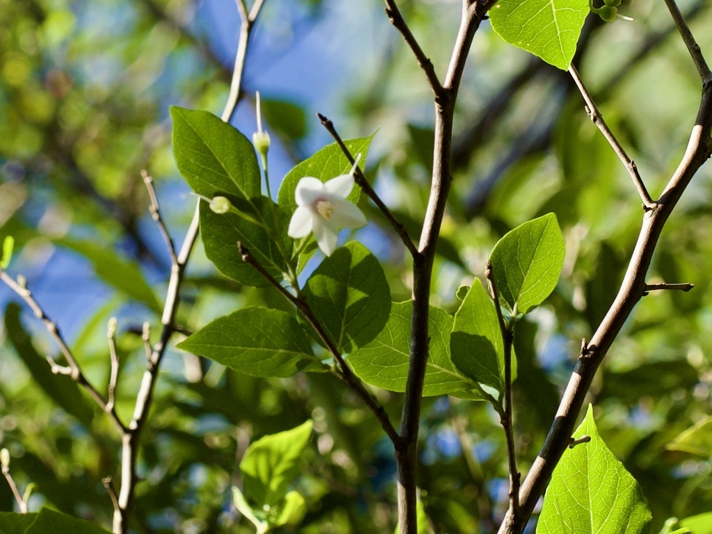 Styrax japonicus, 奥間, 国頭村, 沖縄県, JP
