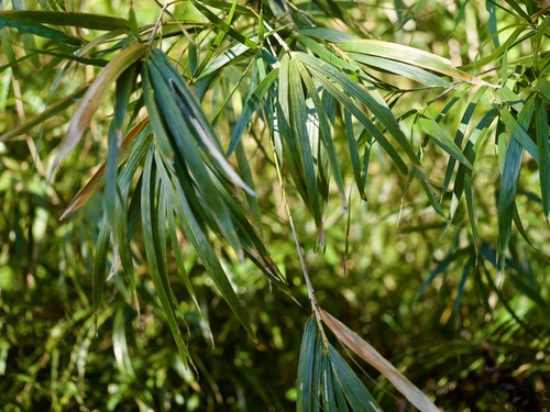 Pleioblastus linearis observed 2024-12-25