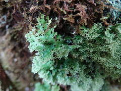 Pseudocyphellaria multifida