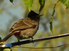 Pycnonotus cafer