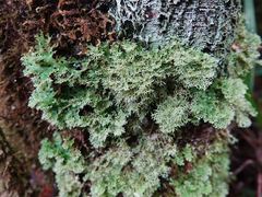 Pseudocyphellaria multifida