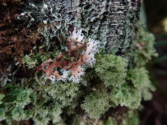 Pseudocyphellaria multifida