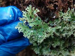 Pseudocyphellaria multifida