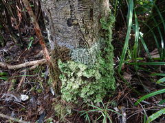 Pseudocyphellaria multifida