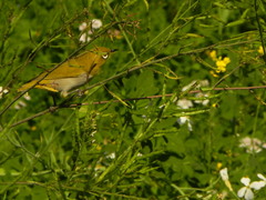 Zosterops palpebrosus