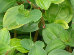 Melanopleurus belfragei