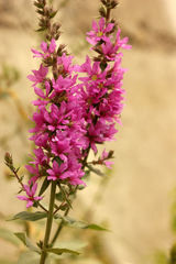 Lythrum virgatum