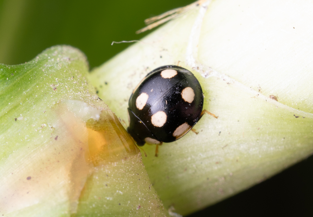 Oona Insect Oenopia from 中国浙江省杭州市西湖区 on May 29, 2024 at 07:27 PM by rofmsyb ...