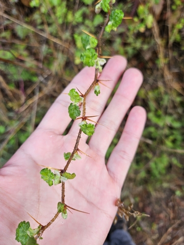 Image of Ribes menziesii by (c) Marco Iboshi, some rights reserved (CC BY)