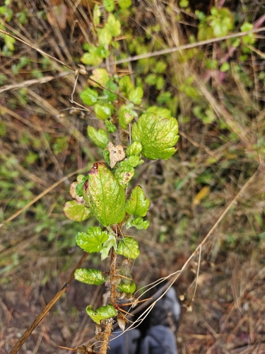 Image of Ribes menziesii by (c) Marco Iboshi, some rights reserved (CC BY)