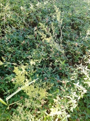 Galium × pomeranicum