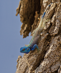 Acanthocercus atricollis