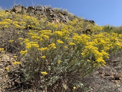 Odontarrhena muralis