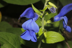 Salvia patens