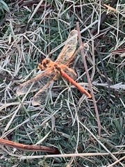 Sympetrum madidum
