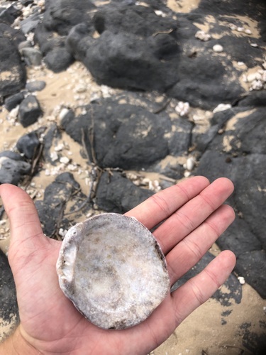 Spondylus violacescens observed 2024-12-28
