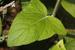 Salvia patens